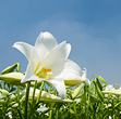 Candle lilly3.jpg