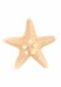 Mermaid Starfish Costume Hairclip