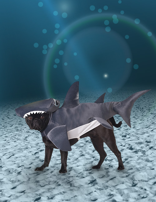 Shark Dog Costume Shark Dog Costume
