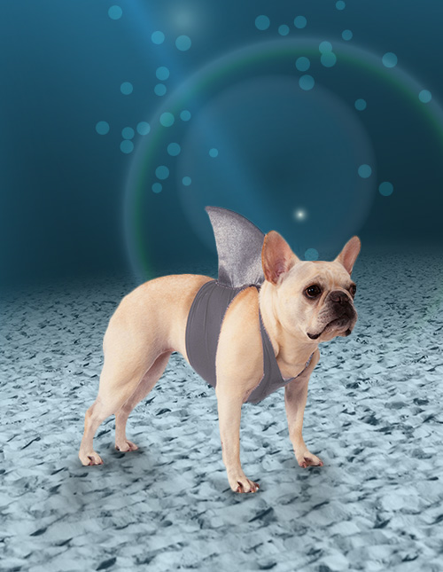 Pet Shark Fin Costume Pet Shark Fin Costume
