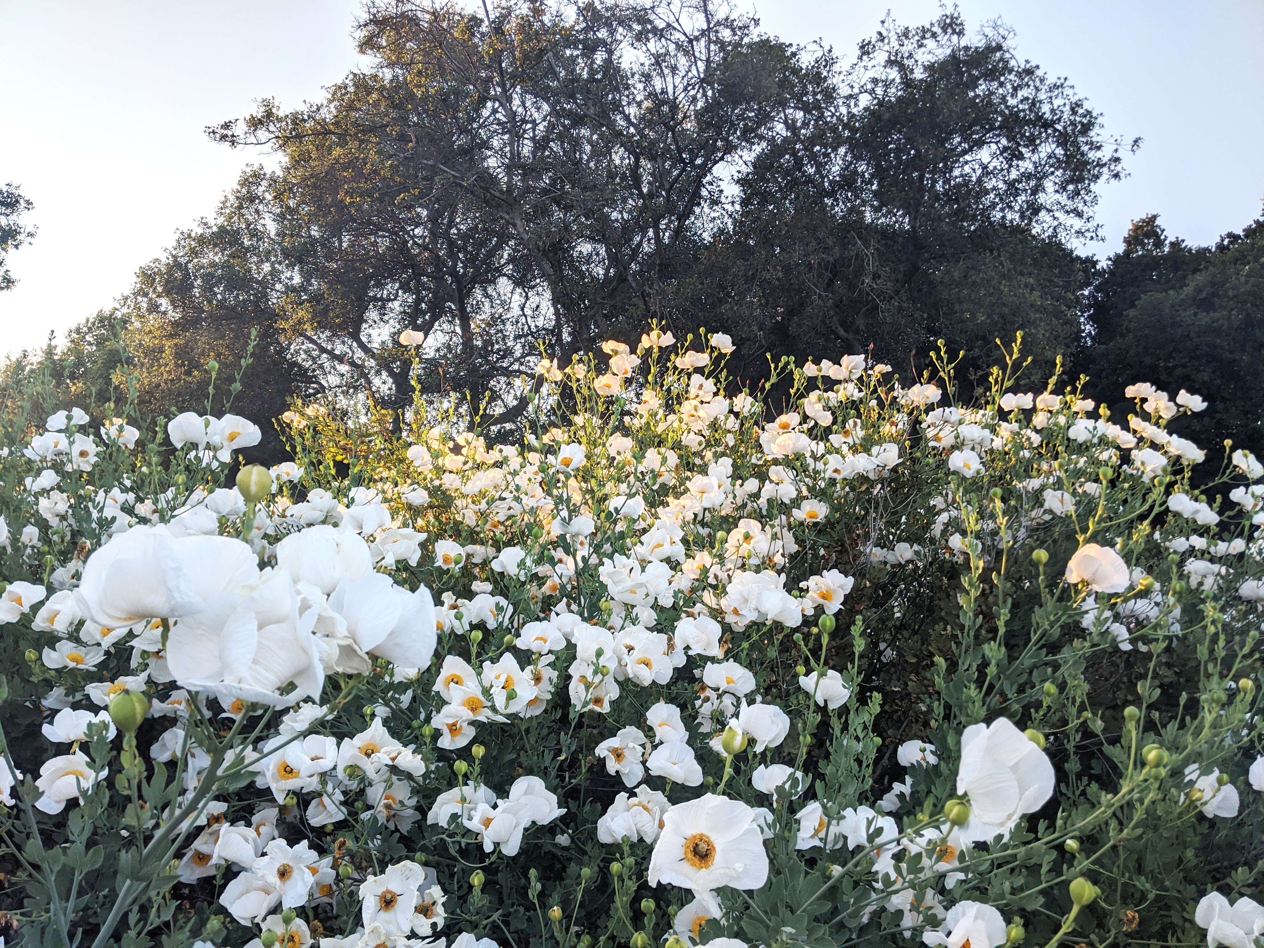 A field of matilija flowers, poppies with white petals and yellow centers