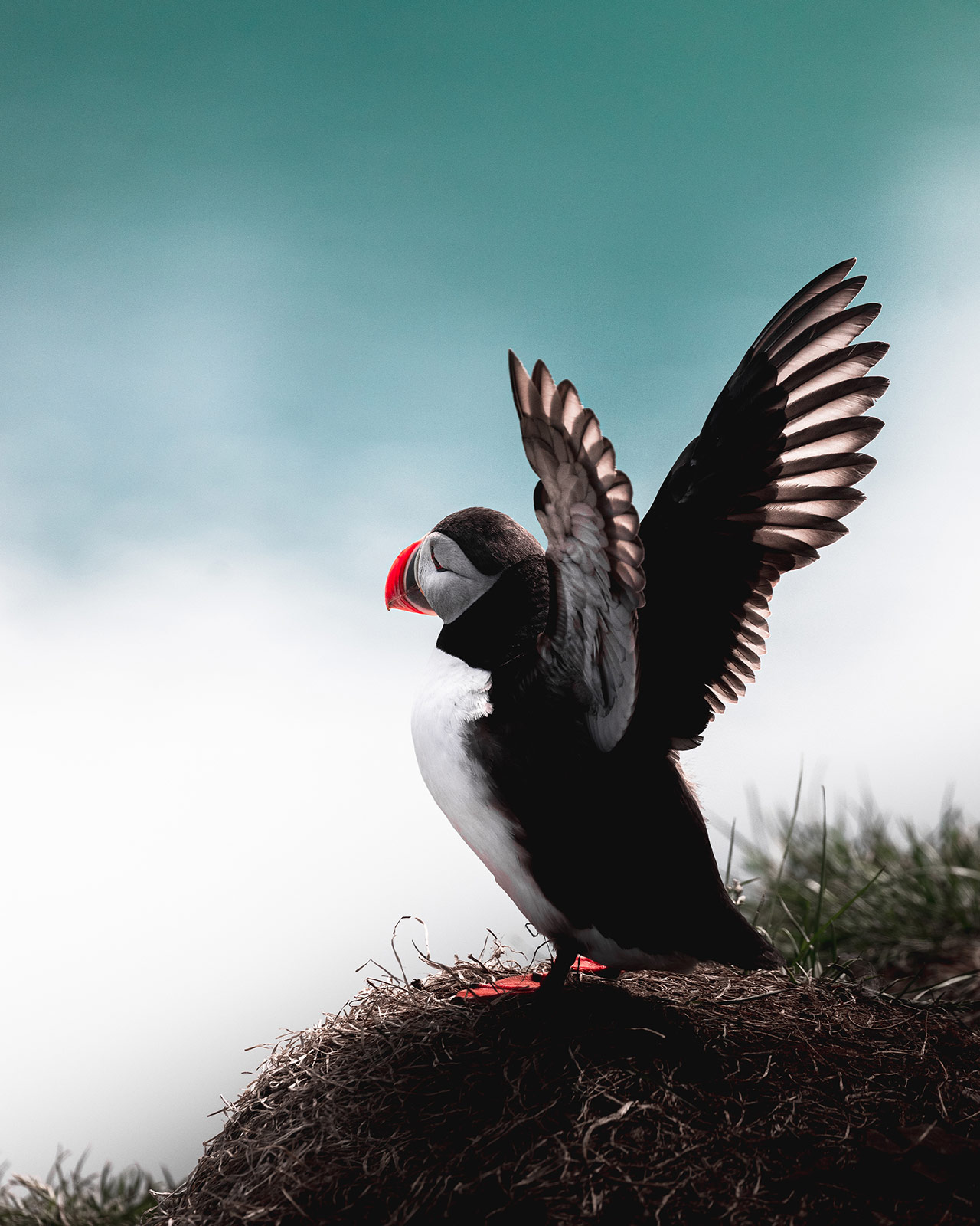 Puffin in Hafnarhólmi Hafnarhólmi in Borgarfjörður eystri is one of the best places in Iceland to see the puffins.